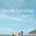 Boi de Conchas