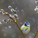 雪中的蓝山雀和大山雀，法国北孚日地区自然公园 (© Michel Rauch/Minden Pictures)(20201225)