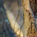 在树洞中休息的鸣角鸮，纽约马萨皮夸保护区 (© Vicki Jauron, Babylon and Beyond Photography/Getty Images)(20210315)