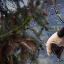 碧峰峡熊猫基地的大熊猫宝宝，中国四川 (© Suzi Eszterhas/Minden Pictures)(20210316)