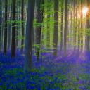 覆盖了Hallerbos森林地面的蓝铃花，比利时佛兰德 (© Jason Langley/plainpicture)(20210321)