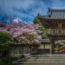 金门公园中日本茶园里盛开的樱花，加州旧金山  (© luisascanio/iStock/Getty Images)(20210501)