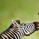 Rietvlei自然保护区内的雄性布氏斑马，南非 (© Richard Du Toit/Minden Pictures)(20210502)