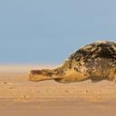 正爬上唐娜·诺克沙滩的灰海豹，英格兰北林肯郡 (© Frederic Desmette/Minden Pictures)(20210504)