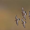 黑尾塍鹬，荷兰 (© Edward van Altena/Minden Pictures)(20210508)