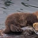 海獭妈妈和新生的幼崽，加利福尼亚州蒙特雷湾 (© Suzi Eszterhas/Minden Pictures)(20210509)