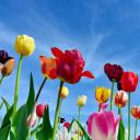 米斯巴赫的郁金香田，德国巴伐利亚州 (© Rüdiger Hess/geo-select FotoArt)(20210510)