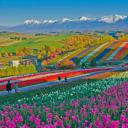 美瑛町的四季彩之丘，日本 (© Tanya Jones/Shutterstock)(20210513)