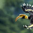 西孟加拉邦的双角犀鸟，印度 (© Debapratim Saha/Minden Pictures)(20210518)