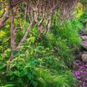 飘落的杜鹃花瓣铺在Grassy Ridge Bald山的小径上，北卡罗莱纳州皮斯加国家森林 (© aheflin/Getty Images Plus)(20210519)