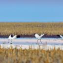 春季迁徙时正准备起飞的美洲鹤，南达科他州 (© Gerrit Vyn/Minden Pictures)(20210521)