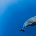 在多米尼加罗索海岸附近的抹香鲸，加勒比海 (© Tony Wu/Minden Pictures)(20210525)