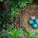 装有褐头牛鹂的蛋的旅鸫巢 (© Edward Kinsman/Science Photo Library)(20210528)