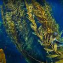 海峡群岛附近巨藻林中的加利福尼亚海狮 (© Nature Picture Library/Alamy)(20210530)