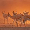 埃托沙国家公园内一处水坑附近的跳羚，纳米比亚 (© Charlie Summers/Minden Pictures)(20210602)