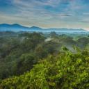 La Selva生物站热带雨林树冠上的黑嘴巨嘴鸟，哥斯达黎加 (© Greg Basco/Minden Pictures)(20210605)