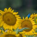 向日葵上的靛蓝彩旗鸟 (© William Krumpelman/Getty Images)(20210607)