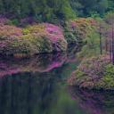 格伦·埃蒂夫盛开着石南花的小湖，苏格兰 (© Oliver Hellowell/Minden Pictures)(20210611)