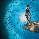 正在潜水的绿蠵龟，澳大利亚大堡礁 (© imageBROKER/Alamy)(20210616)