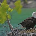 育空河附近巢穴中的一对白头海雕和雏鹰，加拿大育空 (© Mark Newman/Minden Pictures)(20210620)