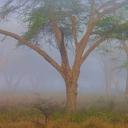 纳库鲁湖国家公园中的罗氏长颈鹿，肯尼亚 (© Theo Allofs/Minden Pictures)(20210621)