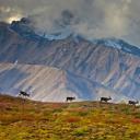 德纳利国家公园和自然保护区的驯鹿，阿拉斯加 (© Design Pics/Danita Delimont)(20210624)