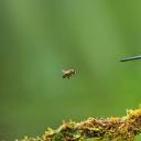 皇辉蜂鸟和蜜蜂，哥伦比亚 (© Jiri Hrebicek/Alamy)(20210625)