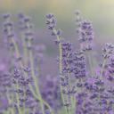 薰衣草田，英国牛津 (© Peter Greenway/EyeEm/Getty Images)(20210630)