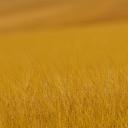 A meerkat in Namibia (© Danita Delimont/Offset by Shutterstock)(20210702)