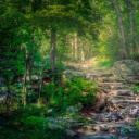 阿巴拉契亚国家步道,新泽西州斯托克斯州立森林 (© Frank DeBonis/Getty Images)(20210708)