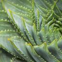 螺旋状芦荟 (© David Madison/Getty Images)(20210711)