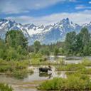 驼鹿穿过莫兰山下的池塘，怀俄明州大提顿国家公园 (© Jim Stamates/Minden Pictures)(20210713)