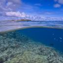 大溪地海岸附近的乌翅真鲨，法属波利尼西亚 (© Paul Mckenzie/Minden Pictures)(20210714)