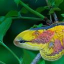 A Loepa oberthuri moth (© Robert Thompson/Minden Pictures)(20210717)