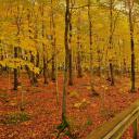 Escarpment Trail in Porcupine Mountains Wilderness State Park, Michigan (© Pat & Chuck Blackley/Alamy)(20210925)