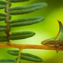 Pico Bonito国家公园里的刺蛾，洪都拉斯 (© Mac Stone/Tandem Stills + Motion)(20210927)