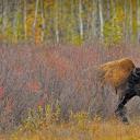 加拿大西北部的一头美洲野牛 (© Don Johnston/agefotostock)(20210929)