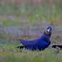 潘塔纳尔湿地的风信子金刚鹦鹉，巴西 (© David Pattyn/Minden Pictures)(20211001)