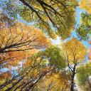 爱德华王子岛的森林和树冠，加拿大 (© OliverChilds/Getty Images)(20211005)