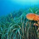 海草中的章鱼，法国利翁湾 (© BIOSPHOTO/Alamy)(20211008)