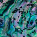 五彩缤纷的鲍鱼贝壳，新西兰 (© Lynda Harper/Minden Pictures)(20211010)