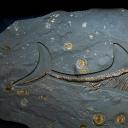 侏罗纪时期的鱼龙化石，英国多塞特 (© Christopher Jones/Alamy)(20211013)