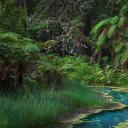 华卡雷瓦雷瓦森林的红木纪念树林，新西兰北岛 (© Michael Breitung/Huber/eStock Photo)(20211017)