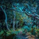 马德拉岛的法纳尔森林，葡萄牙 (© Val Thoermer/Alamy)(20211019)