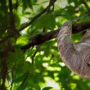 微笑的树懒,哥斯达黎加 (© Lukas Kovarik/Shutterstock)(20211020)