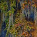 阿查法拉亚盆地的秃柏和西班牙苔藓，路易斯安那州 (© Chris Moore/Exploring Light Photography/Tandem Stills + Motion)(20211021)