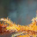 波西米亚瑞士国家公园里的红角鸮，捷克共和国 (© Milan Zygmunt/Alamy)(20211023)