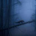 黑林山中的赤狐，德国 (© Klaus Echle/Minden Pictures)(20211026)