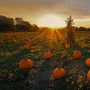 牛顿市的一片南瓜地，美国马萨诸塞州 (© Frank Debonis/EyeEm/Alamy)(20211027)