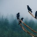 冷漠的渡鸦们，美国阿拉斯加州 (© Brian Browitt Photo/Adobe Stock)(20211029)